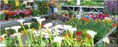 Jardinerie de la Plaine